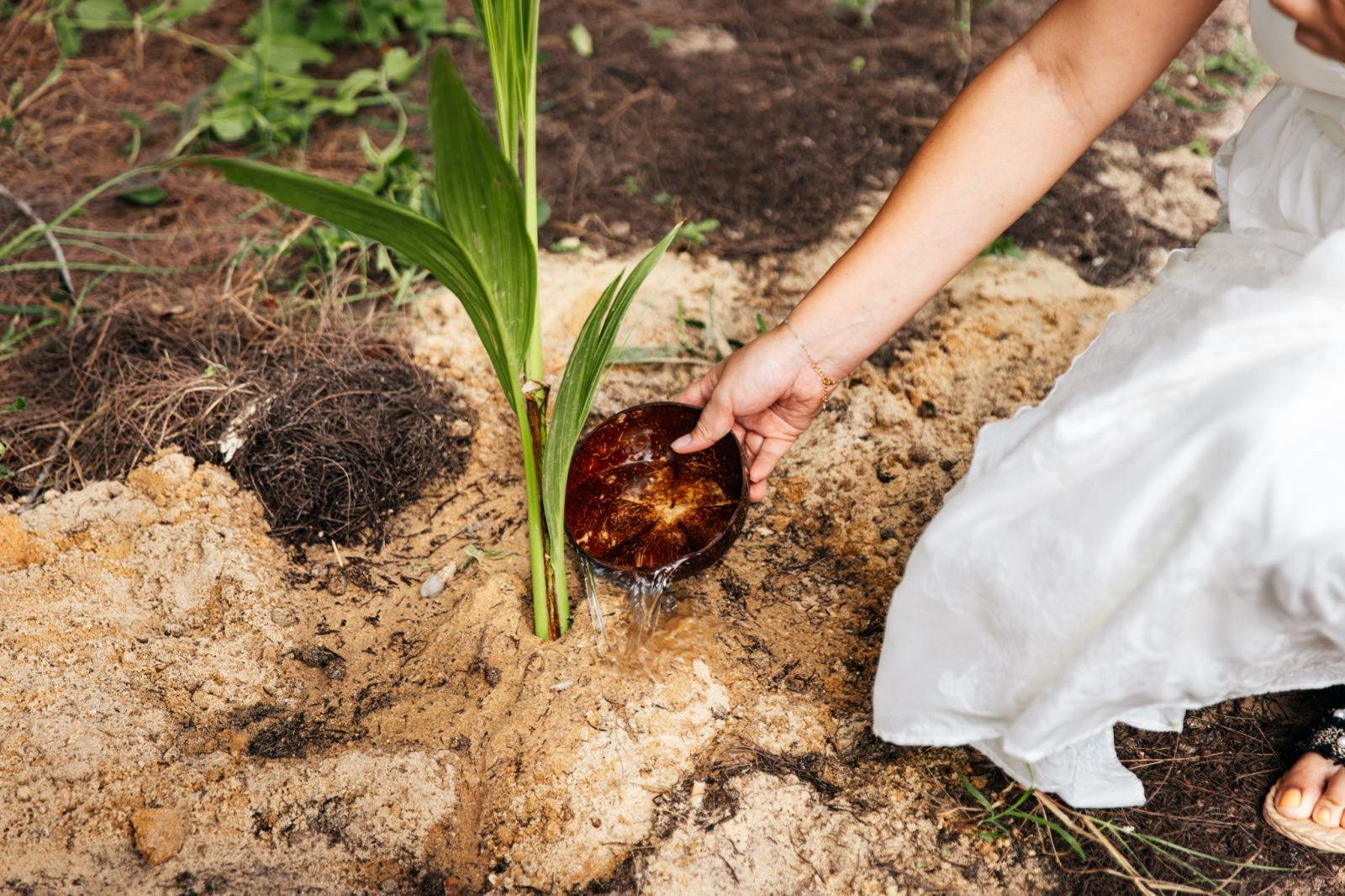 Coconut Seedling Planting